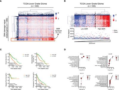 The Clinical Significance and Transcription Regulation of a DNA Damage Repair Gene, SMC4, in Low-Grade Glioma via Integrated Bioinformatic Analysis